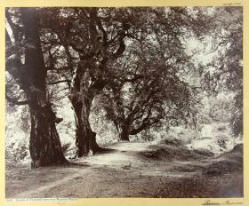 Avenue of Tamarind Trees near Magway Pagoda.