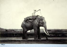 Elefant mit Führer, Rangoon