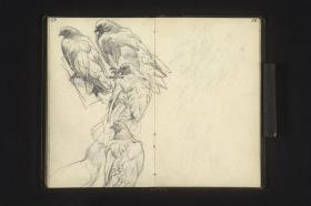 Vogelstudien (Taube)