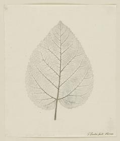 Skelett eines Blattes - Junger Seidenbaum
