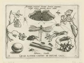 Echter Jasmin (Jasminum officinale L.) - Aurorafalter (Lepidoptera Pieridae Anthocharis cardimines) - Kreuzspinne (Arachnoidea Araneidae) - Trauermantel (Lepidoptera Nymphalidae Nymphalis antiopa) - Gallwespe (?) (Hymenoptera Cynipidae (?)) - Spinne (Arachnoidea) - Garten-Nelke (Dianthus caryophyllus L.) - Glockenblume (Campanula spec.) - Ölkäfer (Coleoptera Meloidae Meloe) - Kleinlibelle (Odonata Zygoptera Calopterygidae Calopteryx) - Süßkirsche (Prunus avium L.) - Küchenschabe (?) Blattariae Blattidae Blatta orientalis (?)) - Aprikose (Prunus armeniaca L.) - Ameise (Hymenoptera Formicidae) - Rinde des Zimtbaumes (Cinnamomum spec.) - Weintrauben (Vitis vinifera L.) (= Archetypa Stvdiaqve Patris Georgii Hoefnagelii Iacobus F - PARS II, 9)