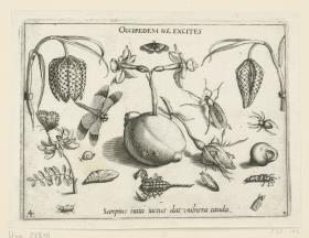 Schachbrettblume, Jonquille, Schmetterling, Skorpion  u.a, Insekten (= Archetypa Stvdiaqve Patris Georgii Hoefnagelii Iacobus F - PARS IV, 4)