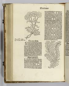 Hortus sanitatis. Mainz: Jakob Meydenbach. 23.VI.1491.