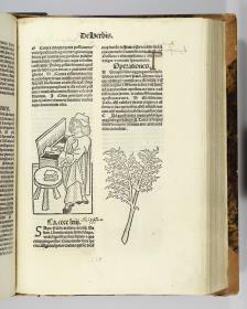 Hortus sanitatis. Mainz: Jakob Meydenbach. 23.VI.1491.