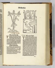 Hortus sanitatis. Mainz: Jakob Meydenbach. 23.VI.1491.