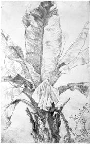 Palmenkrone