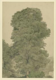 Baumstudie