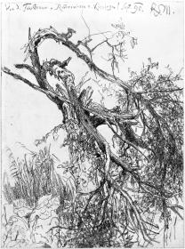 Alter Baum mit geknickten Ästen