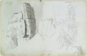 Felsenstudie, Pflanzenstudien