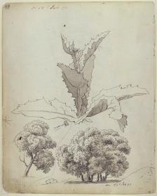 Distel und zwei Baumstudien