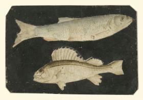 Zwei Fische übereinander (Forelle und Knorrfisch)