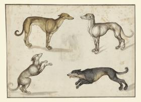 Vier einander zugewandte Hunde