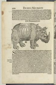 Das Rhinozeros. in: Sebastian Münster: Cosmographiae ... Lib. VI ... Heinrich Petri: Basel 1550