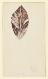 Tulpenblatt