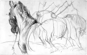 Vorderteil eines Pferdes von hinten, stehendes Pferd nach rechts