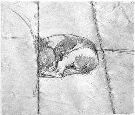 Schlafender gefleckter Hund