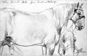 Pferd mit Halfter nach rechts, Kopf mit Halfter von vorn