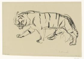 Schreitender Tiger