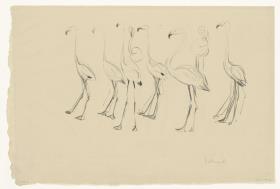 Flamingos