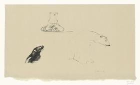 Seehund und Eisbär