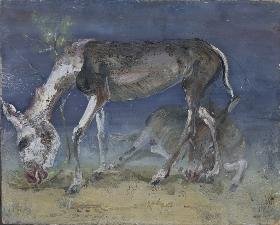 Maultiere
Verso: Felsbrocken und Bäume