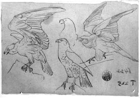 Adler und Falken, Durchzeichnung