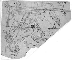 Vögel: Adler, Goldfasan, Reiher, Küken etc., Durchzeichnung