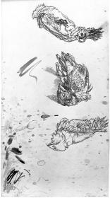 Kakadu, toter Fink (zweimal)