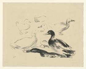 Enten (Abzug 19)