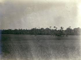 "Der Wald von Uaigagim"