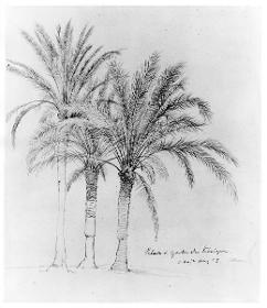 Palmen im Garten der Königin in Athen