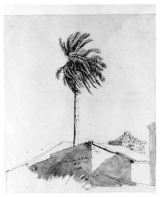 Palme in der Nähe des Turms der Winde