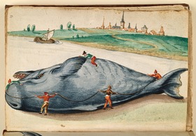 Deutsches Trachtenbuch: Vermessung eines gestrandeten Walfischs
