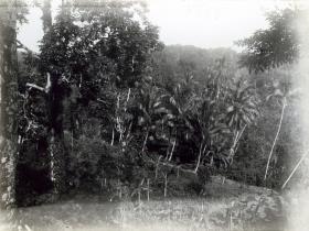 "Koromira."