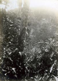 "Vegetation."