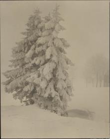 Tannen im Schnee