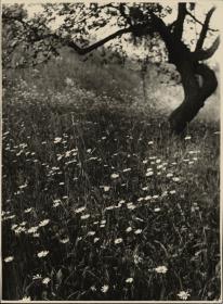 Blumenwiese