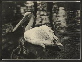 Pelikan