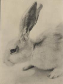Hase