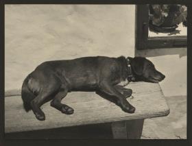 Schlafender Hund auf Bank