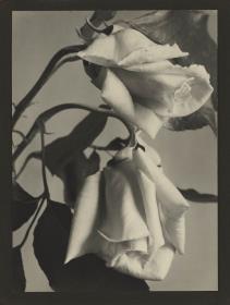 Edelrose