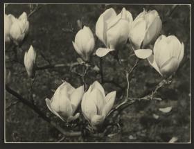 Magnolia - Tulpenbaum