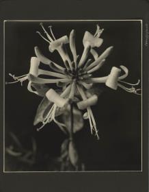 Blüte