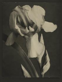 Iris Germanica