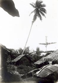 "Mann auf eine Palme kletternd."