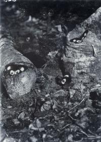 "Schmetterlinge an einer umgehauenen Cycaspalme (avapnbasi) in Tangatupi, Lamasong"