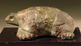 Schildkröte