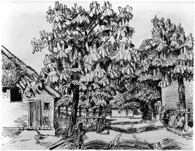 Blühende Kastanien