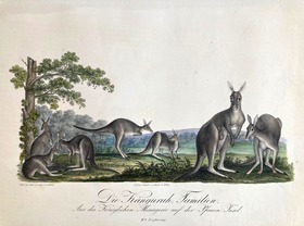Die Känguruh-Familien. Aus der Königlichen Menagerie auf der Pfauen-Insel