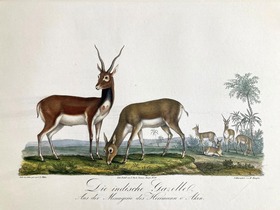 Die indische Gazelle. Aus der Menagerie des Hermann von Aken